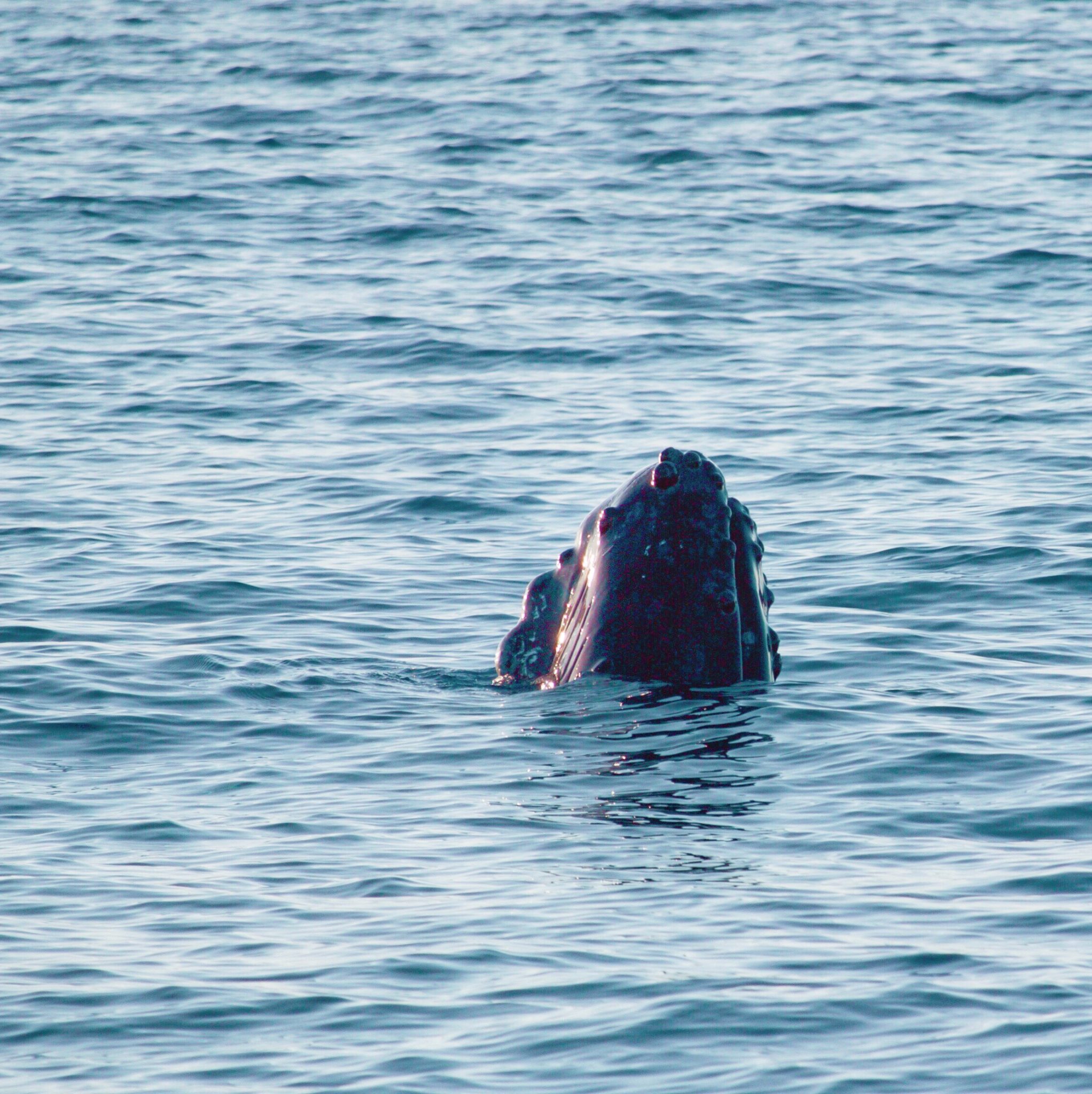 Humpback whale watching in Maui