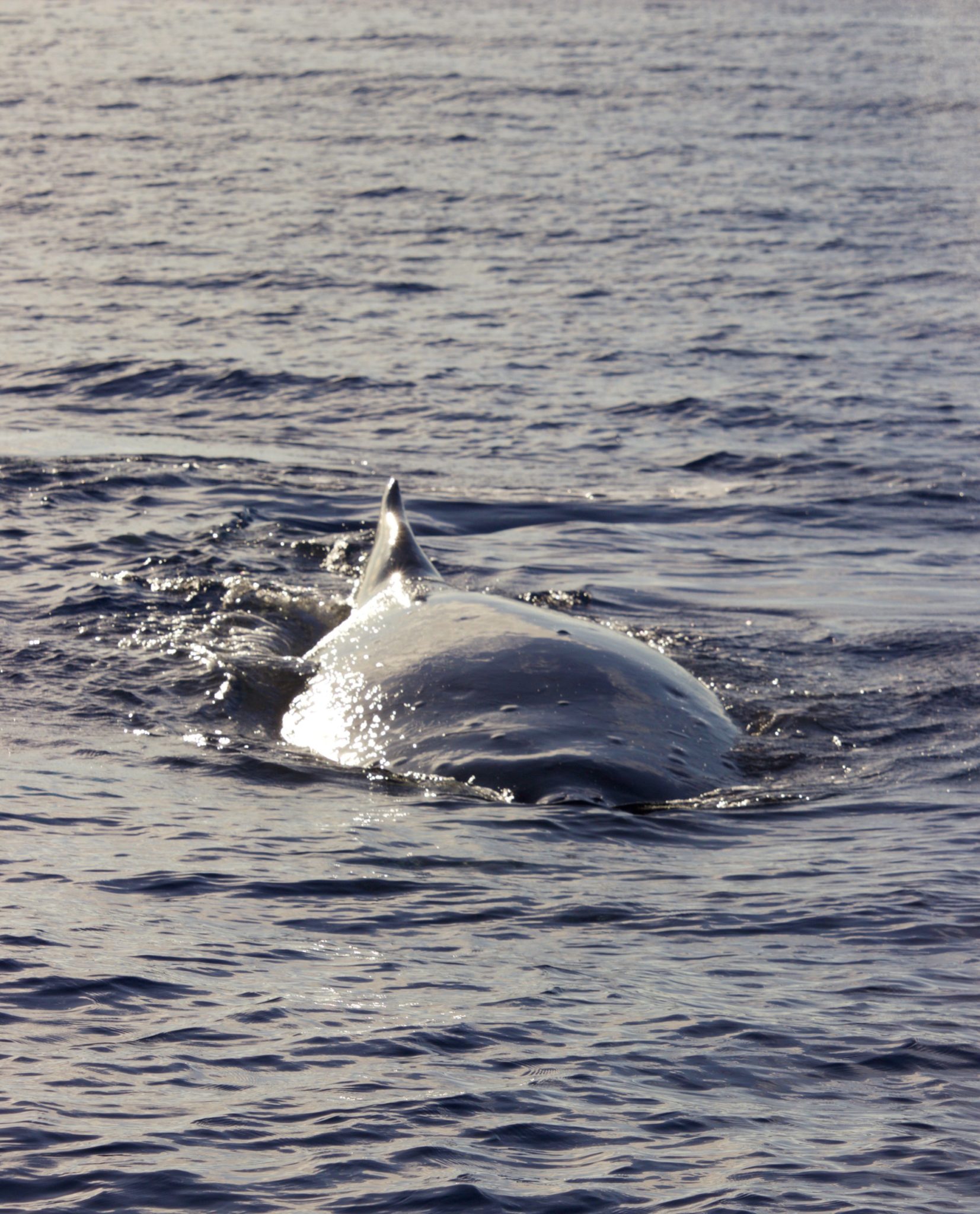Humpback whale watching in Maui