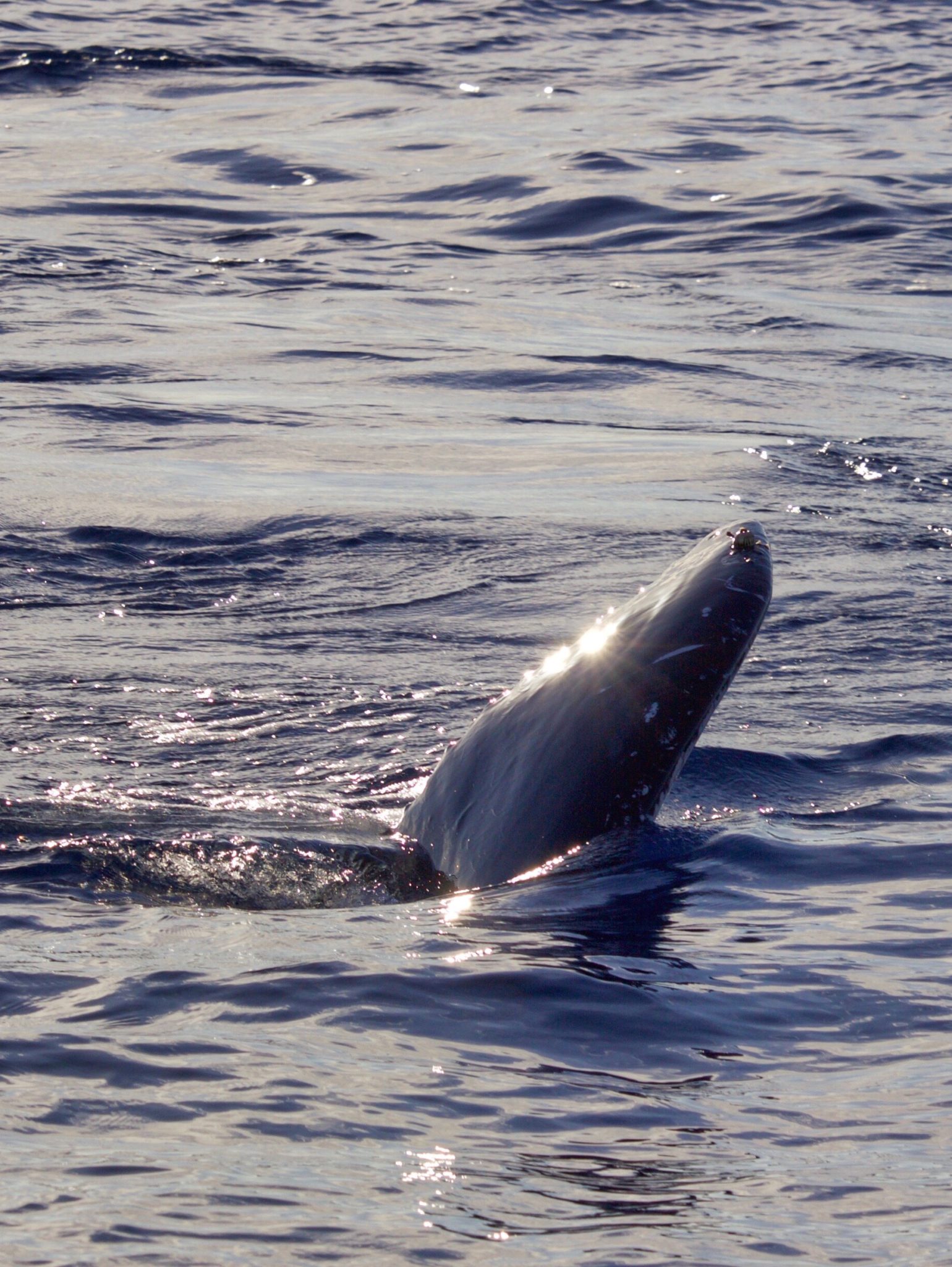 Humpback whale watching in Maui