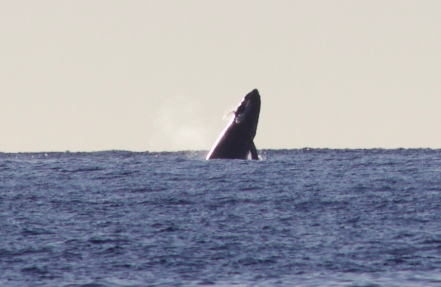 Humpback whale watching in Maui