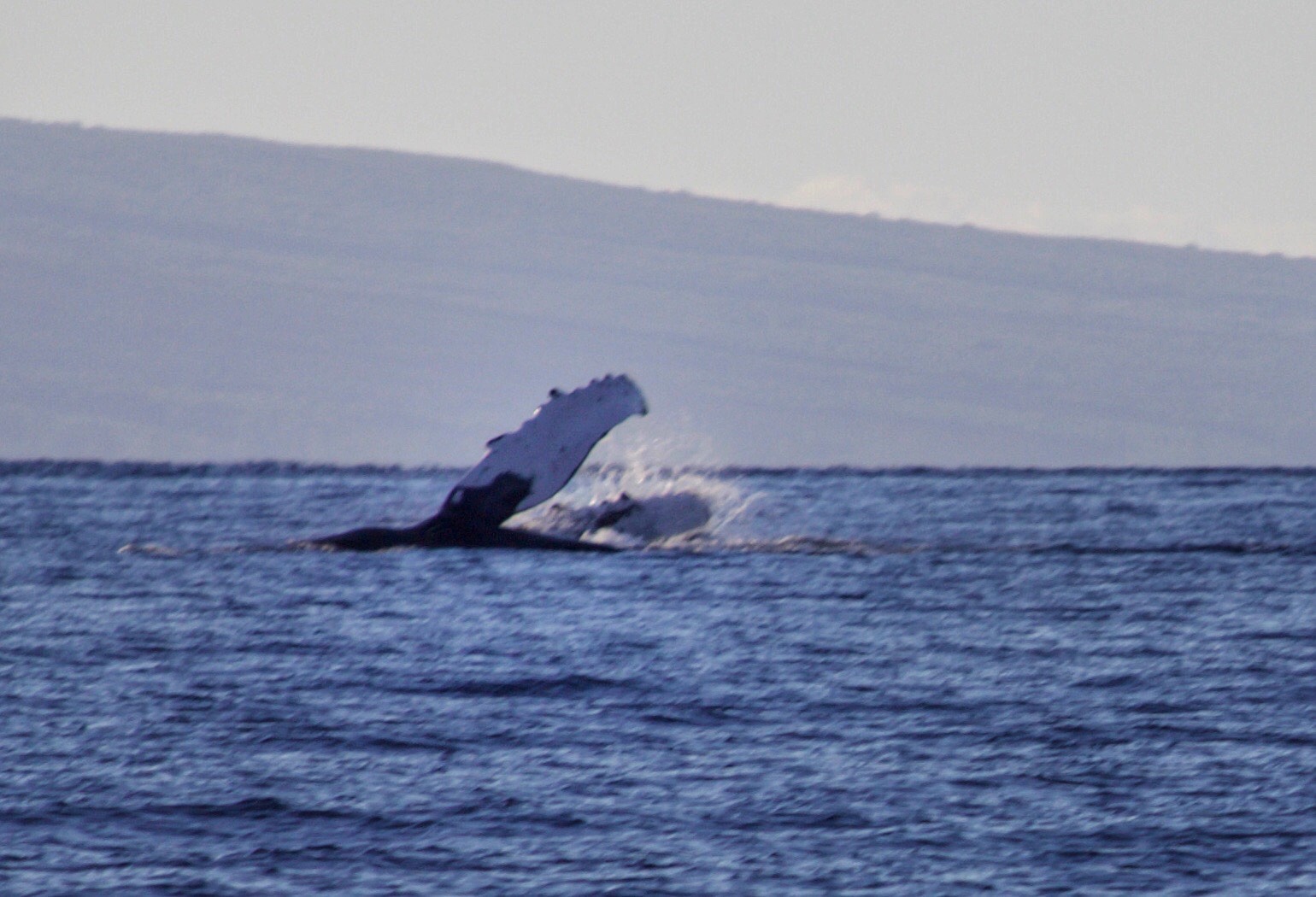 Humpback whale watching in Maui