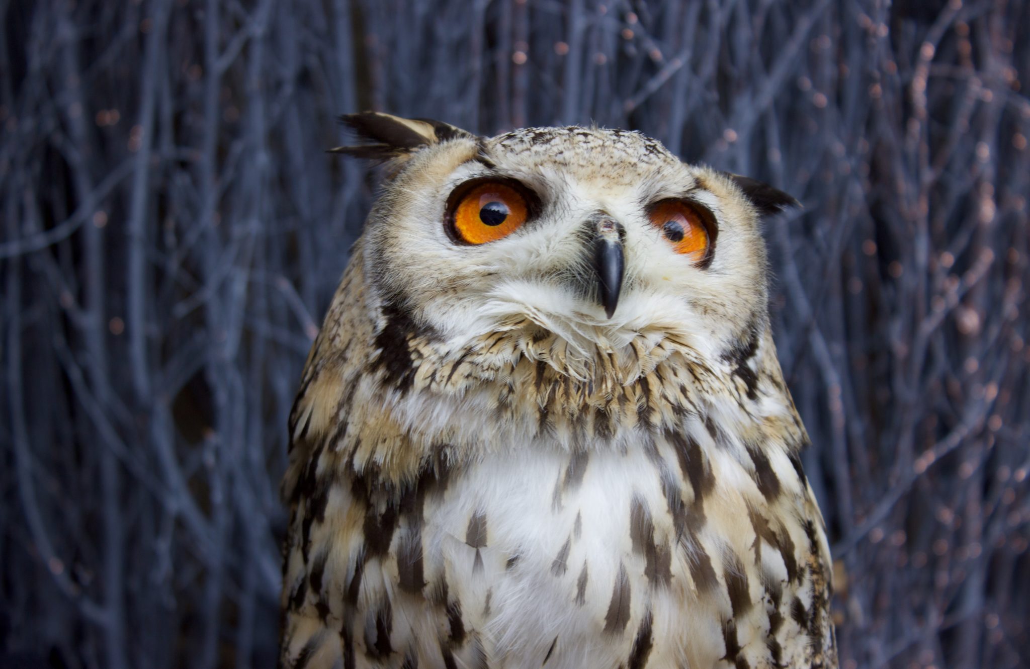 OWL-SOME, Edinburgh, Scotland