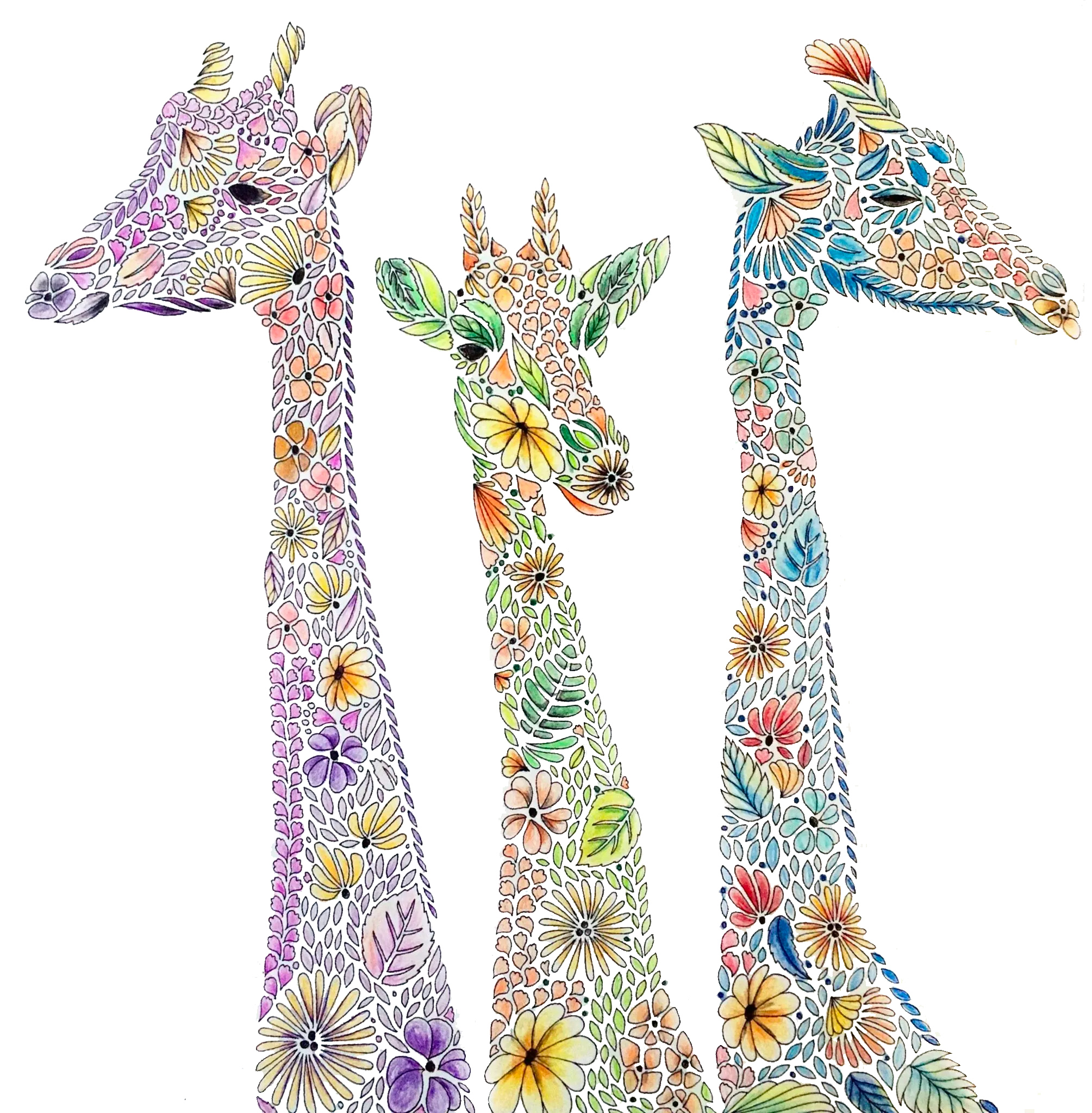 Giraffes, Animal Kingdom by Millie Marotta