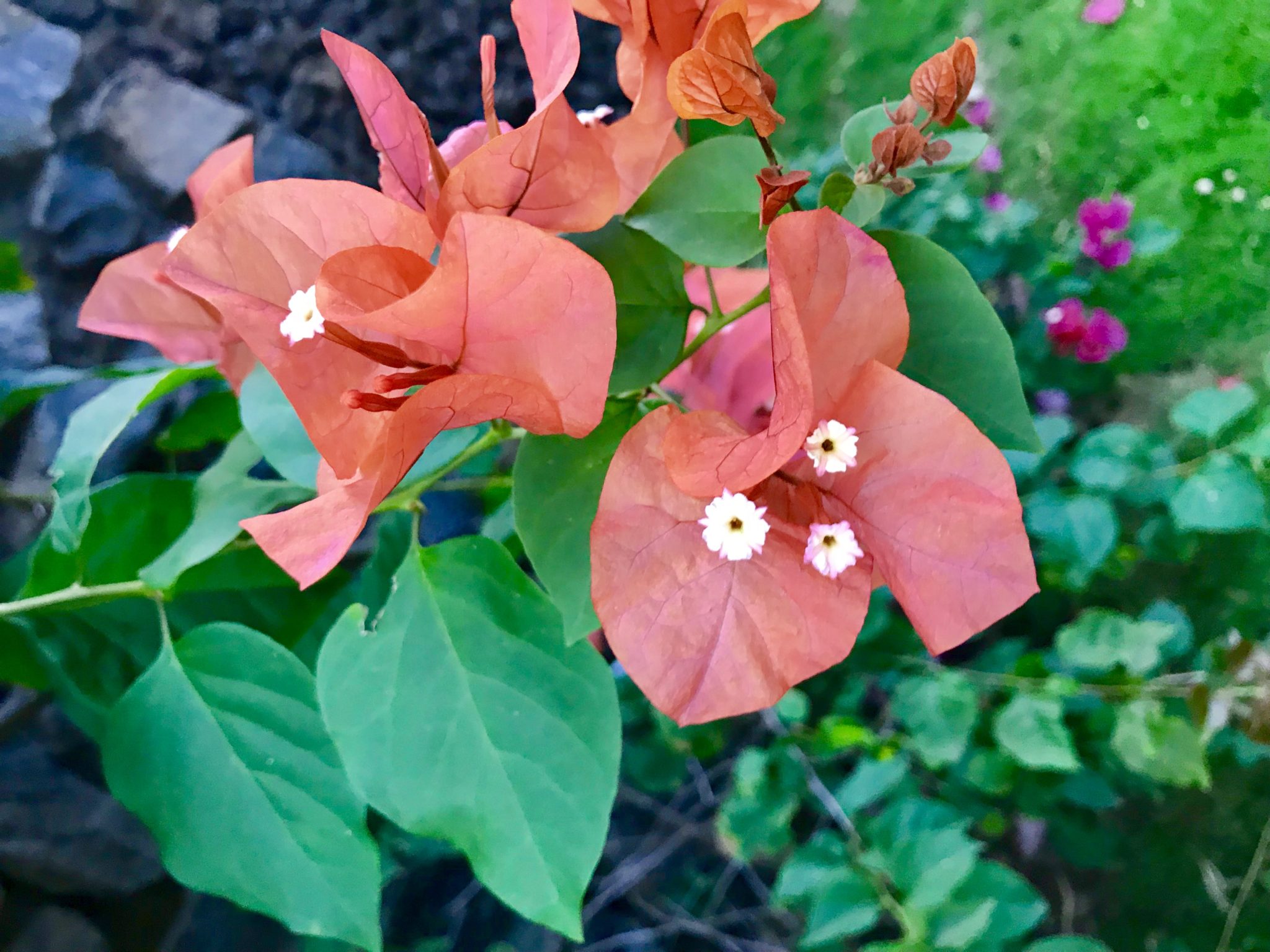 Makawao, Maui, Hawaii