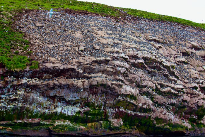 Witless Bay Ecoloigical Reserve.