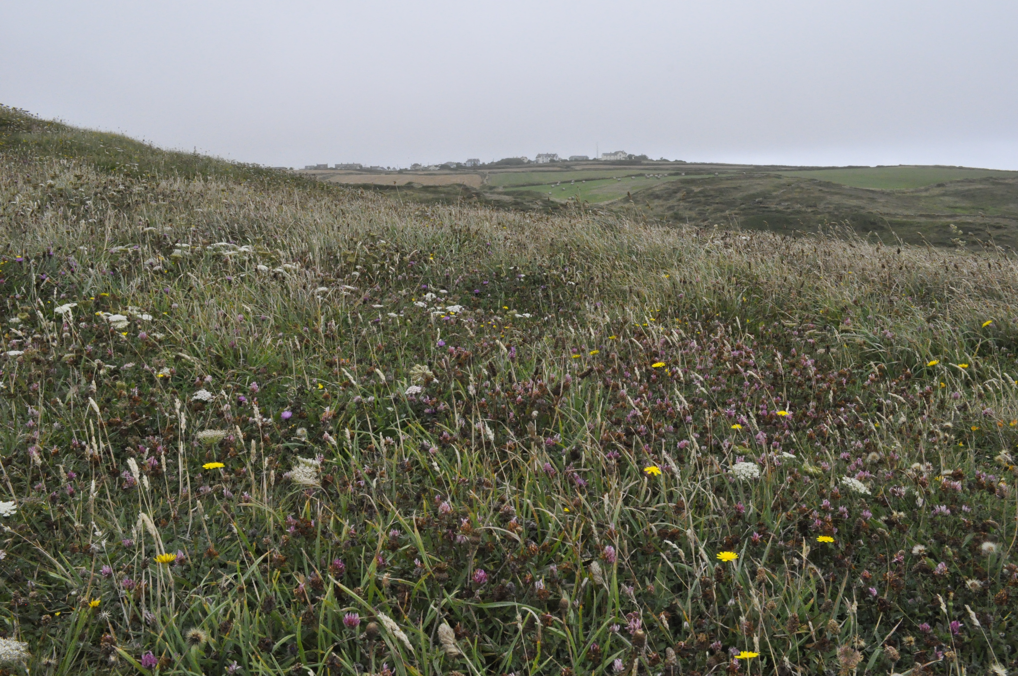 Wildflowers on cornish cliff top