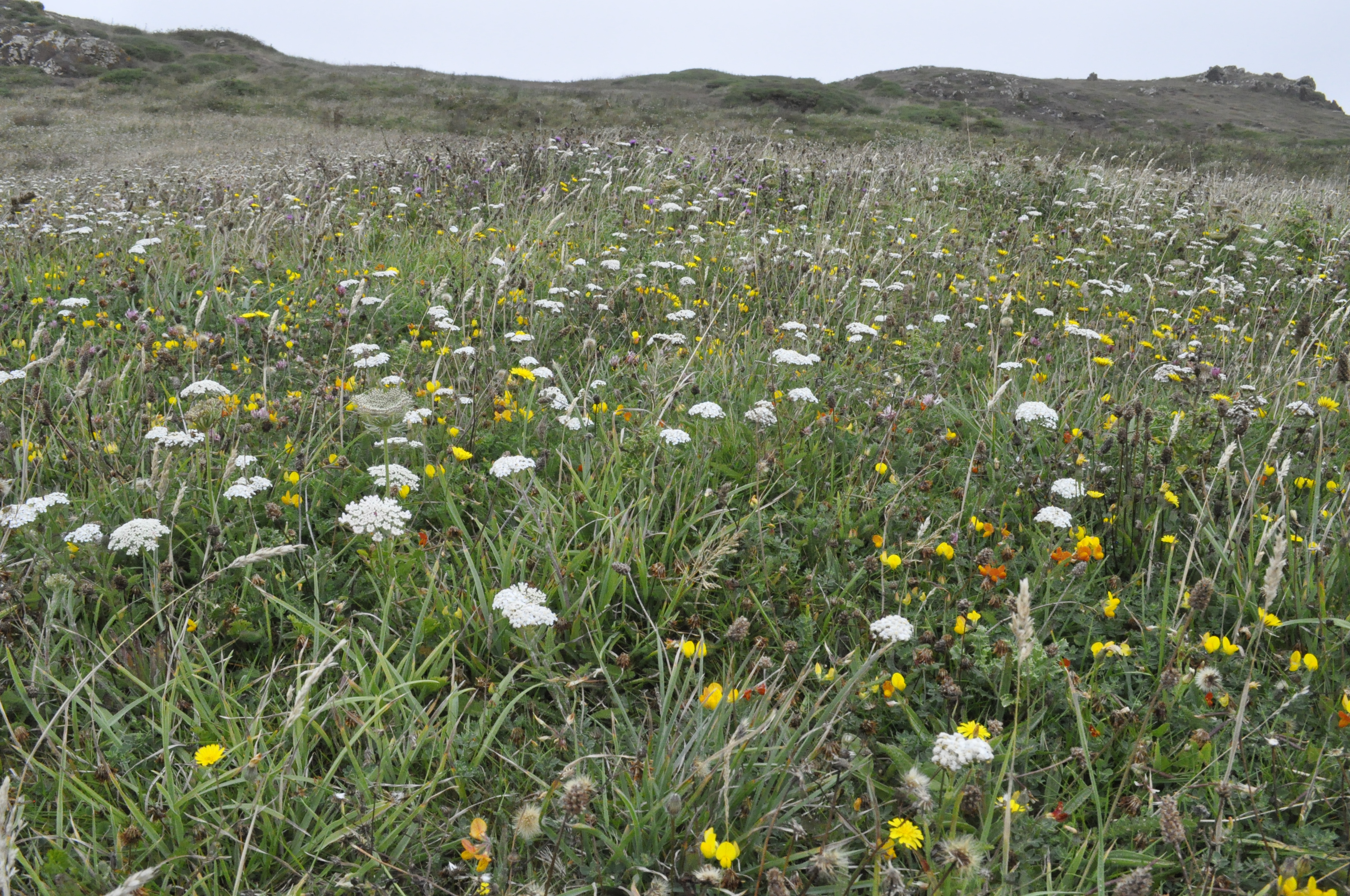Wildflowers on cornish cliff top