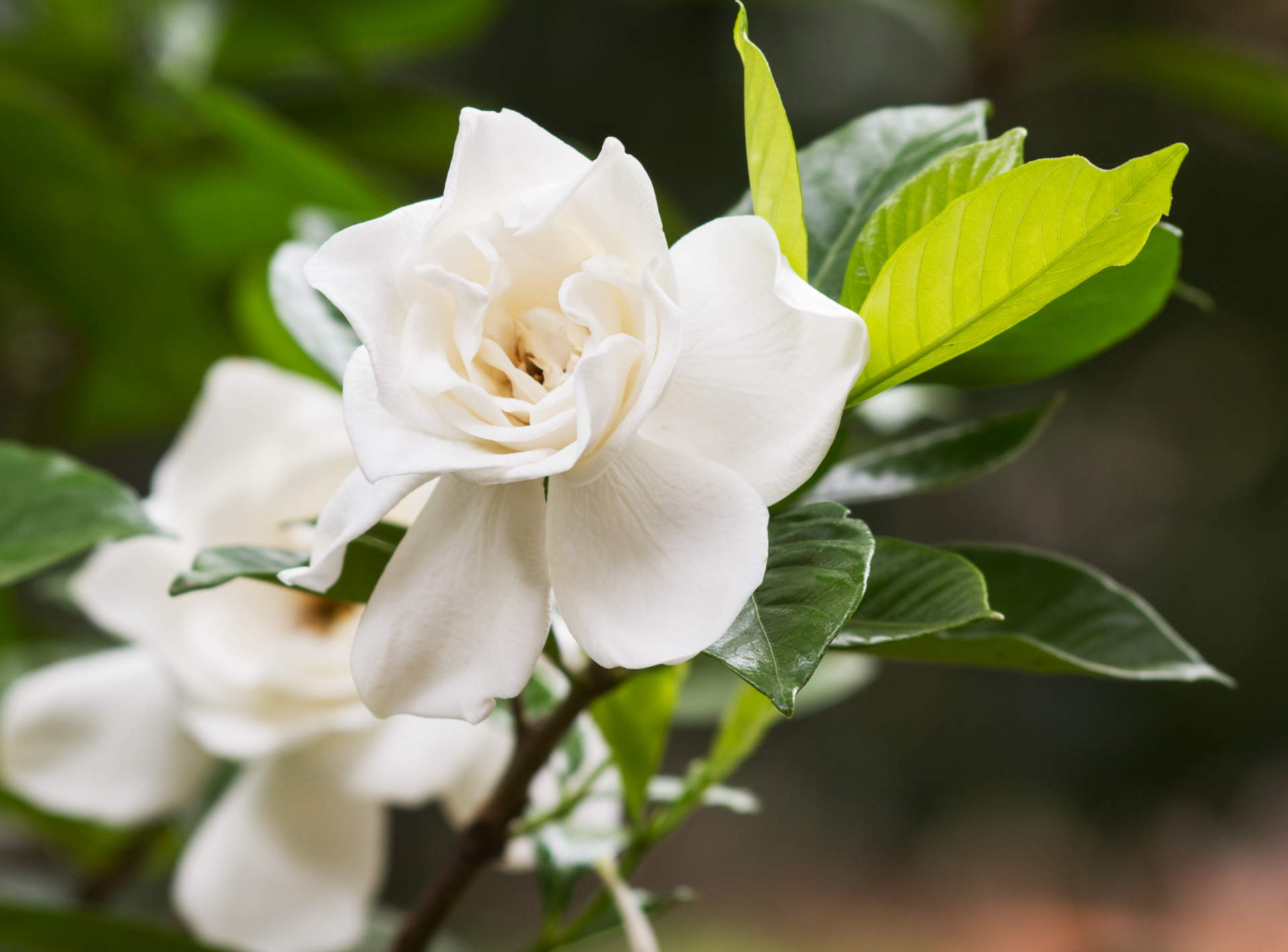 In the beauty of a flower, we can see the truth of the universe