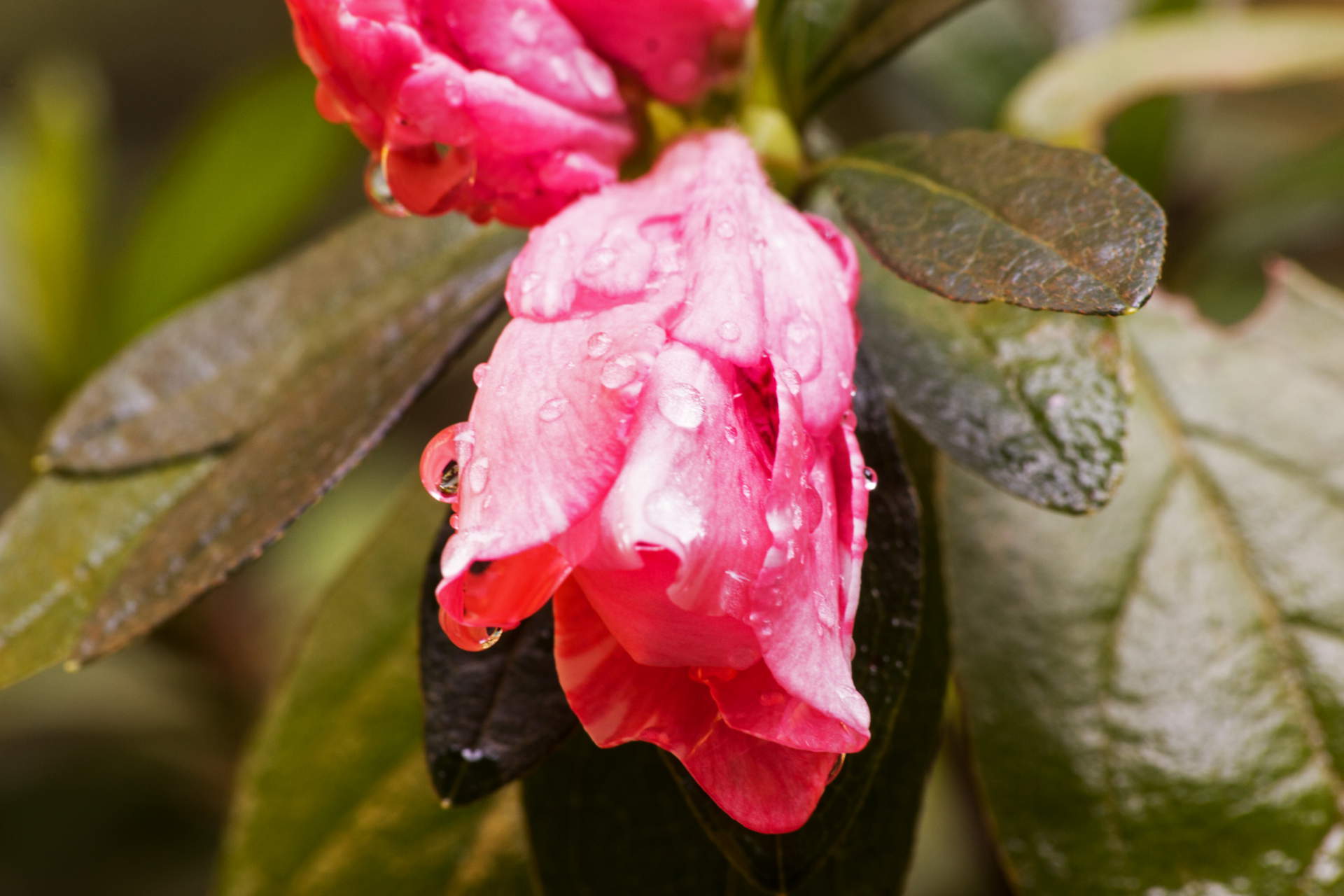 When you like a flower, you just pluck it. But when you love a flower, you water it daily