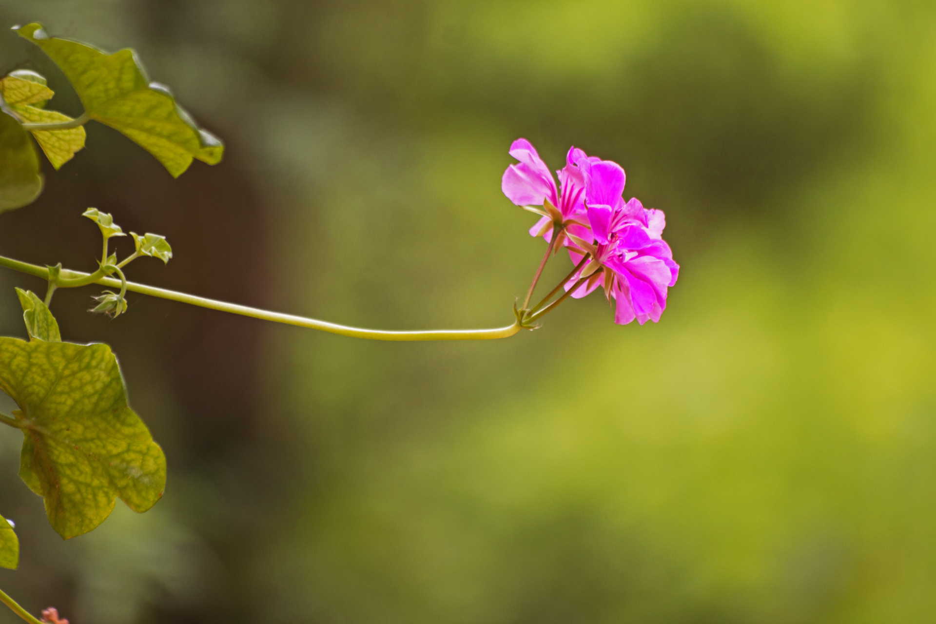 Ego never accepts the truth