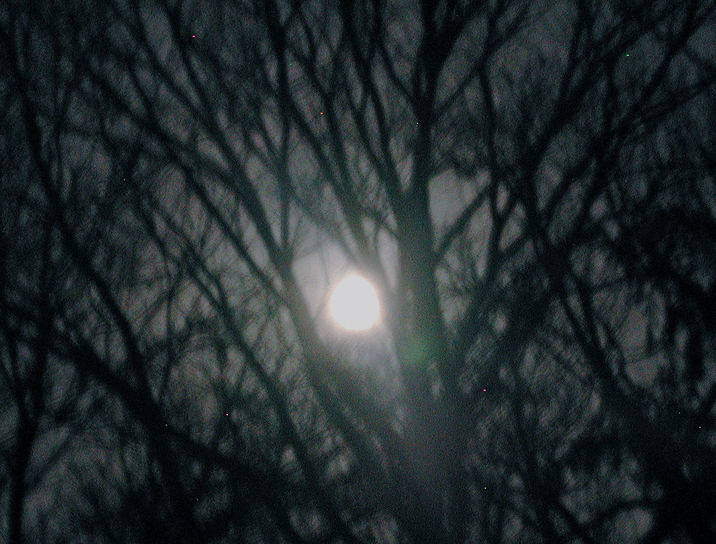 moon in trees for the void