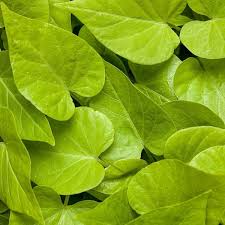 leaf cover how to ask for help when you're ill