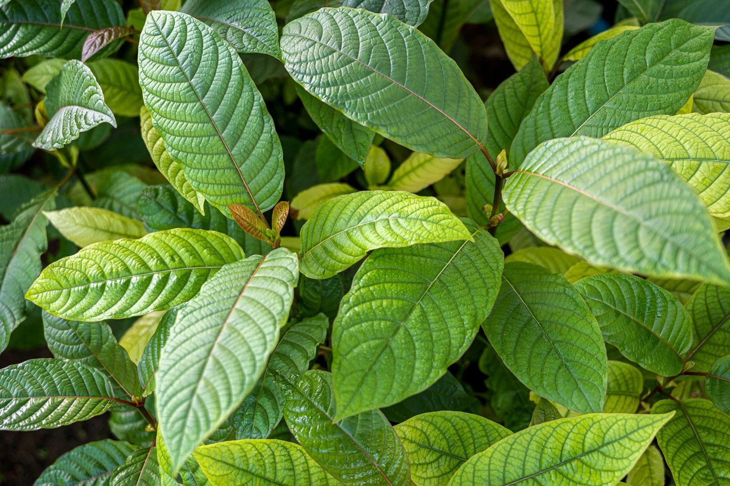 Kratom in the OR – The Hidden Herbal Challenge