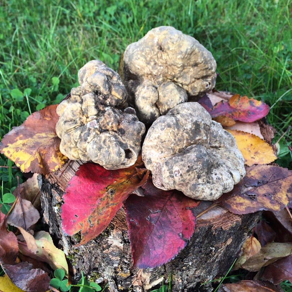 White Truffles