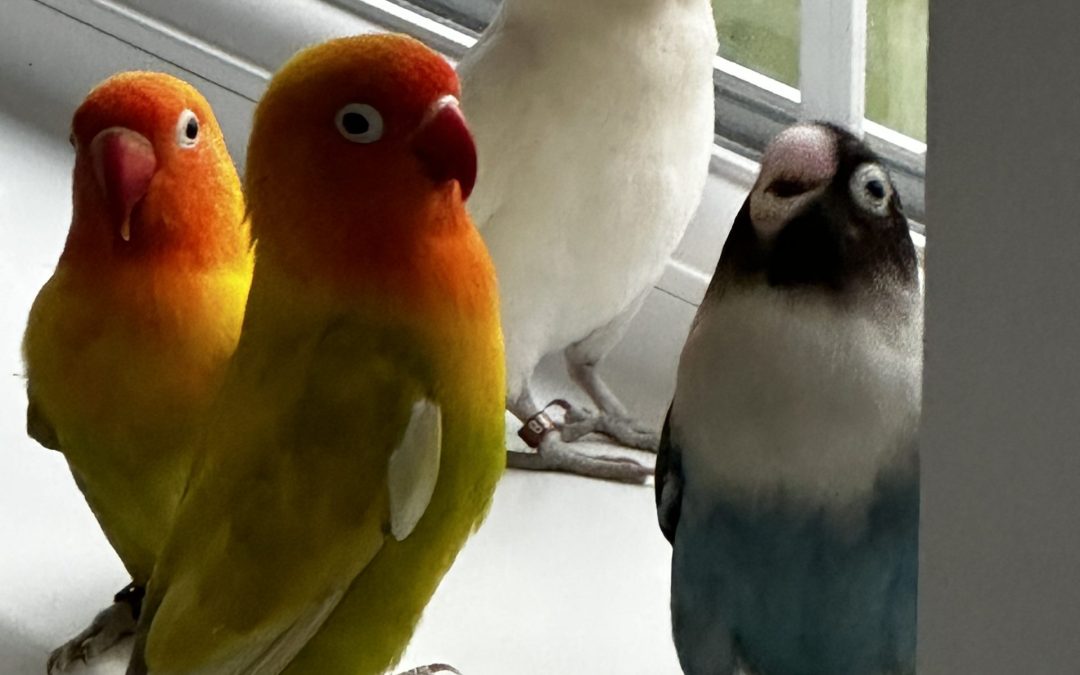 Lovebirds can mimic speech