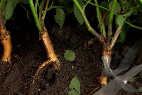 Kandungan kimia pada bunga tanaman tapak dara ini terdiri di akar, batang, dan daun serta biji. Cara Menanam Mawar Pada Pinggul Mawar Dengan Betul Arahan Langkah Demi Langkah Dengan Foto Video