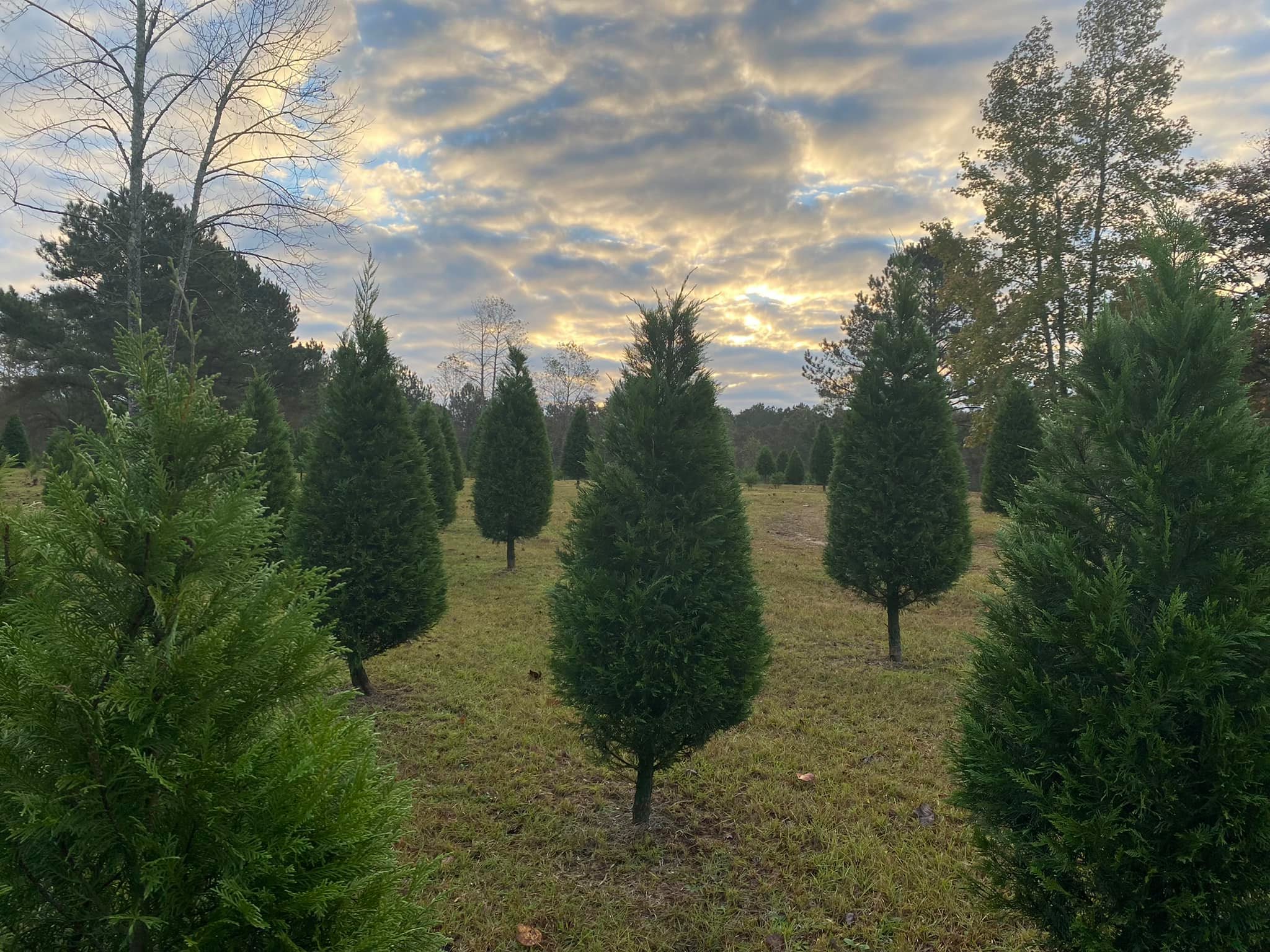 Need a holiday tree? Here are 9 places in + near Birmingham to check