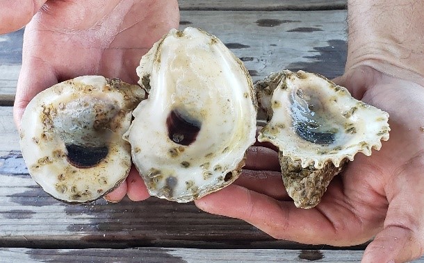 Auburn research student checking oysterws on Dauphin Island