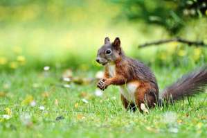 adorable animal animal photography blur