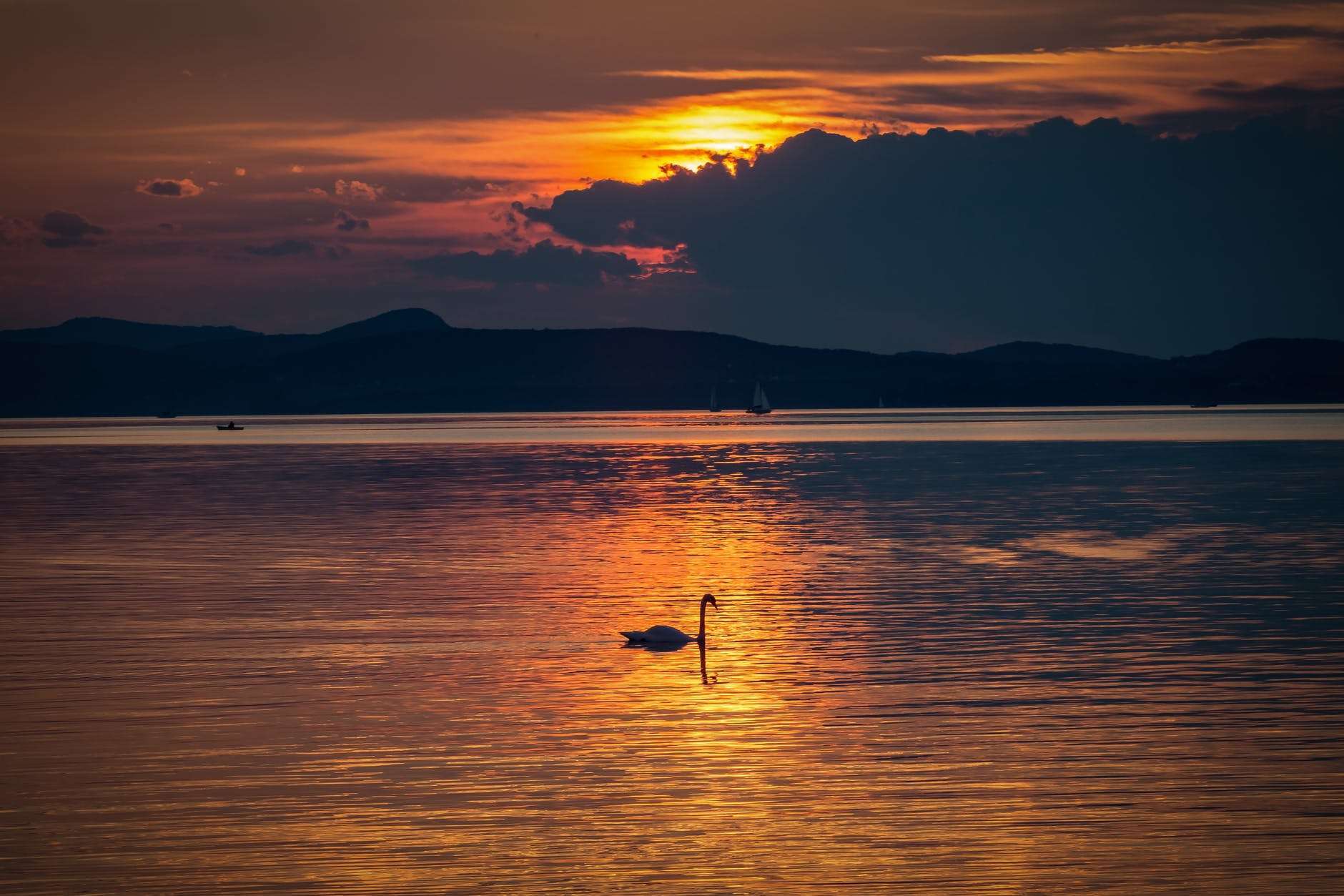 silhouette photo of swan in the body of water during golden hour