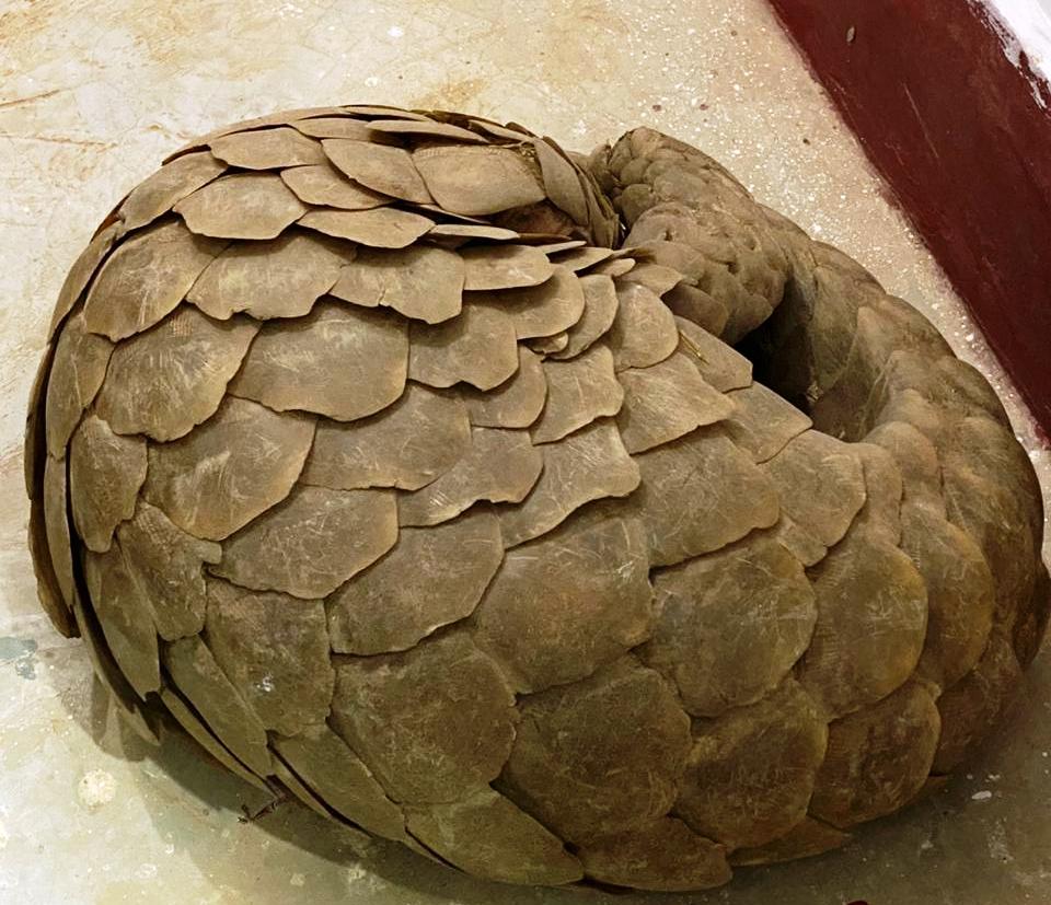 वन्य प्राणी पेंगोलीन की तस्करी में पकड़ाया आरोपी