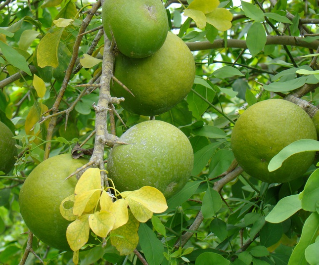 Periuk macam kat rumah kita.tapi ni periuk yang cantik macam gambar di bawah. Tanaman Buah Maja (Bael Fruit) - BibitBunga.com