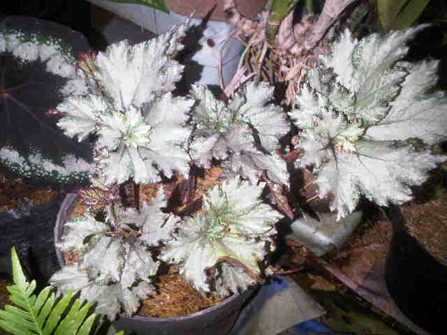 Tak hanya warna hijau, tanaman hias rupanya ada juga yang berwarna perak. Jual Tanaman Begonia Silver Bibitbunga Com