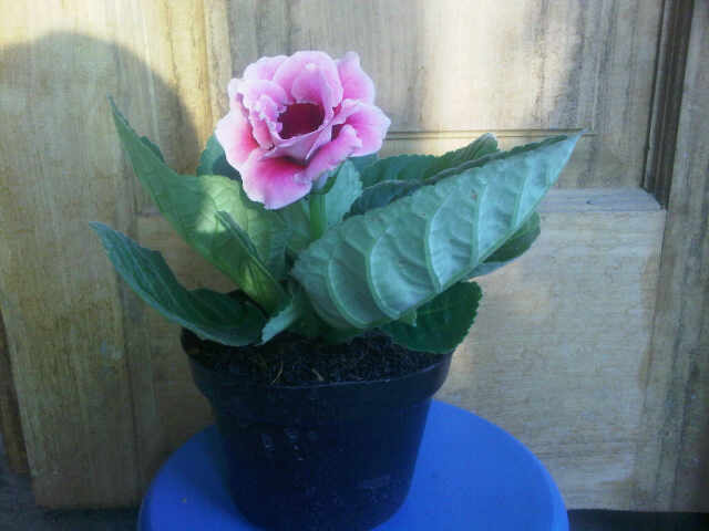 Gloxinia adalah salah satu genus dalam famili gesneriaceae yang terdiri atas tiga spesies tanaman tropis yang terkenal akan keindahan bunganya. Jual Tanaman Gloxinia Pink Bibitbunga Com