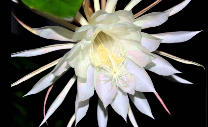 Gratis Unduh Gambar 10 Jenis Bunga Tercantik Dan Terindah Di Dunia Goodminds Id Terbaru by www.lampunghits.com