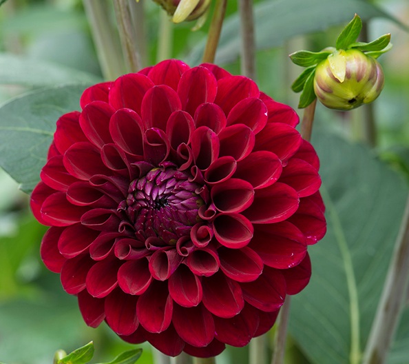 Unduh Gratis Gambar Artificial Yellow Lotus Leaf Ponds Fake Flowers Water Lily Terbaru oleh Lampunghits.com