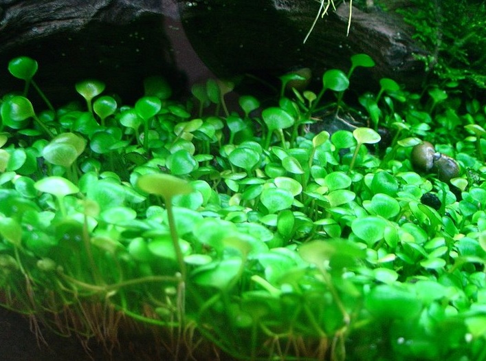 Hairglass dwarf adalah tanaman yang . Tanaman Aquascape untuk Pemula yang Mudah Perawatannya