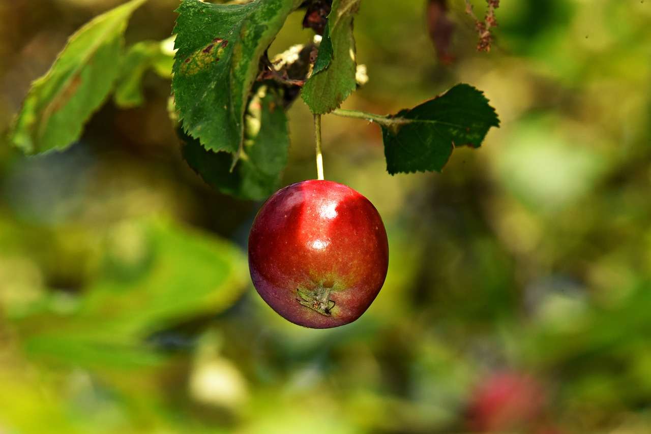 Apple on a tree