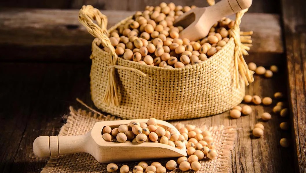 soybean đậu nành