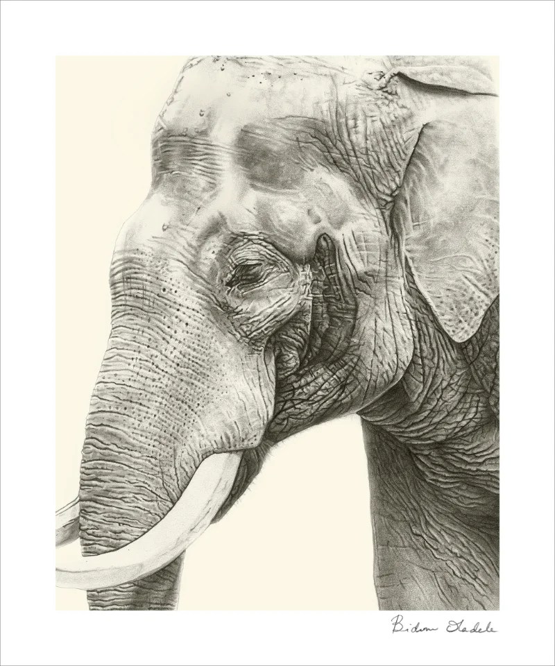 A graphite portrait of an elephant in profile, showing tusks and ear detail