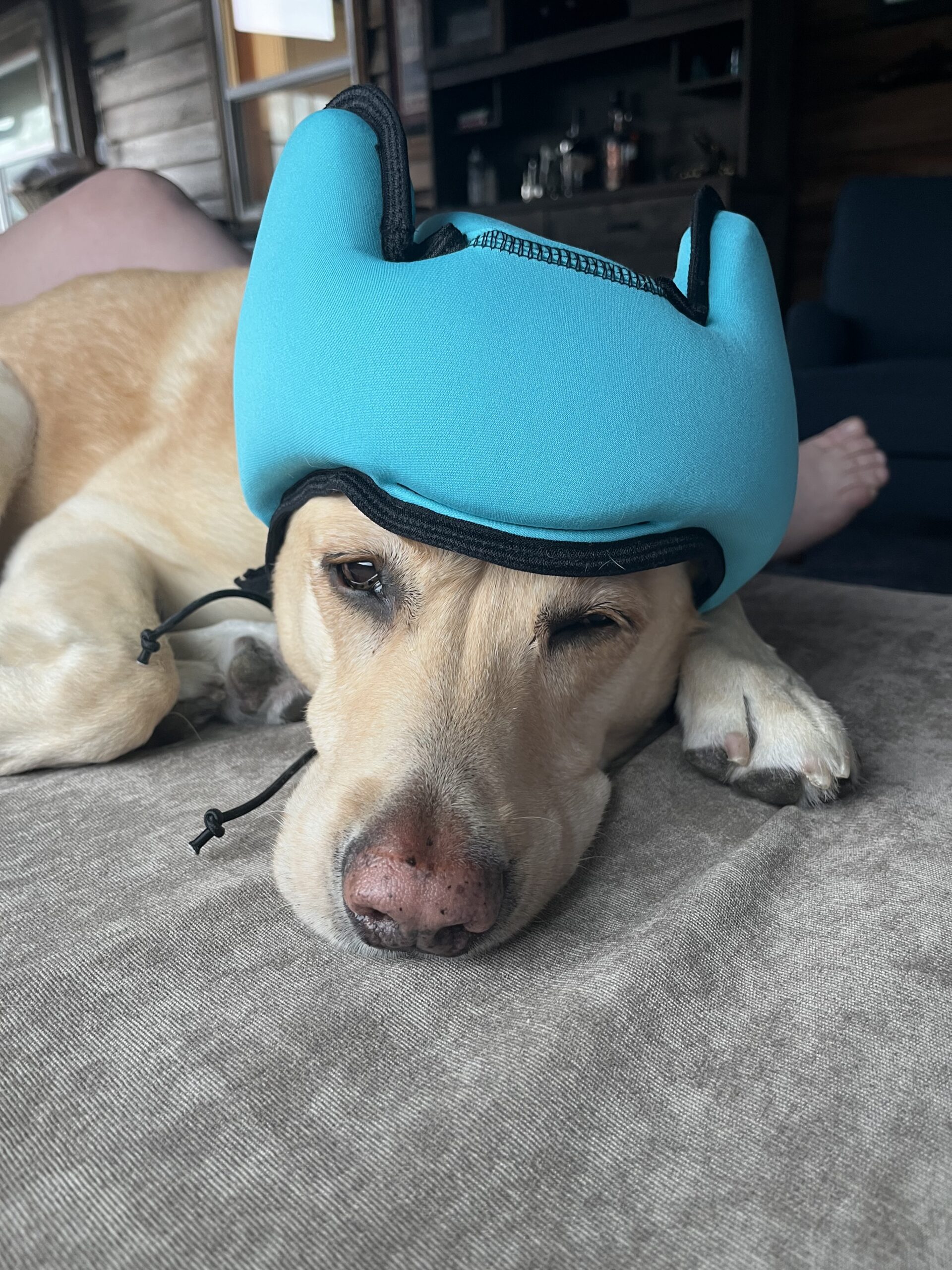 Sailor (the dog)