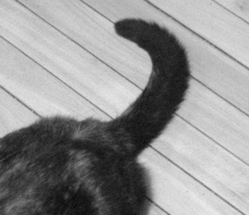 Dez coisas que os gatos querem dizer com seus gestos
