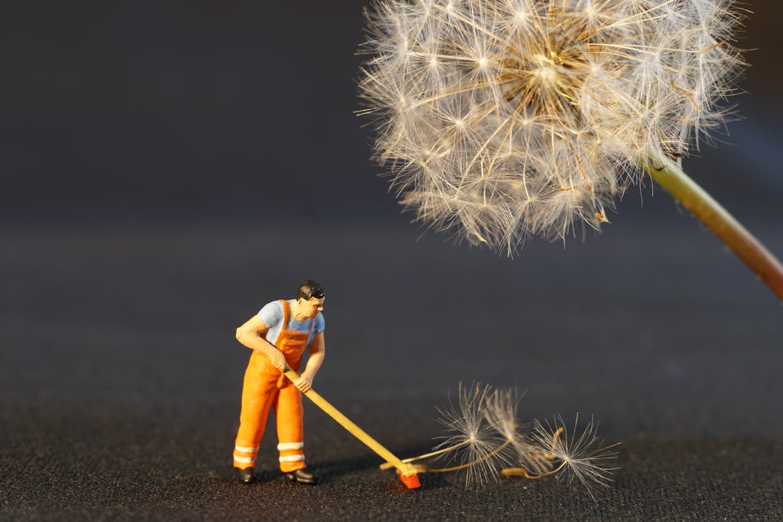 A man cleaning the dandelion