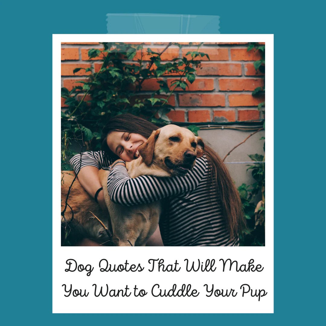 Dog Cuddle Quotes 200 Funny Dog Quotes To Make You Smile
