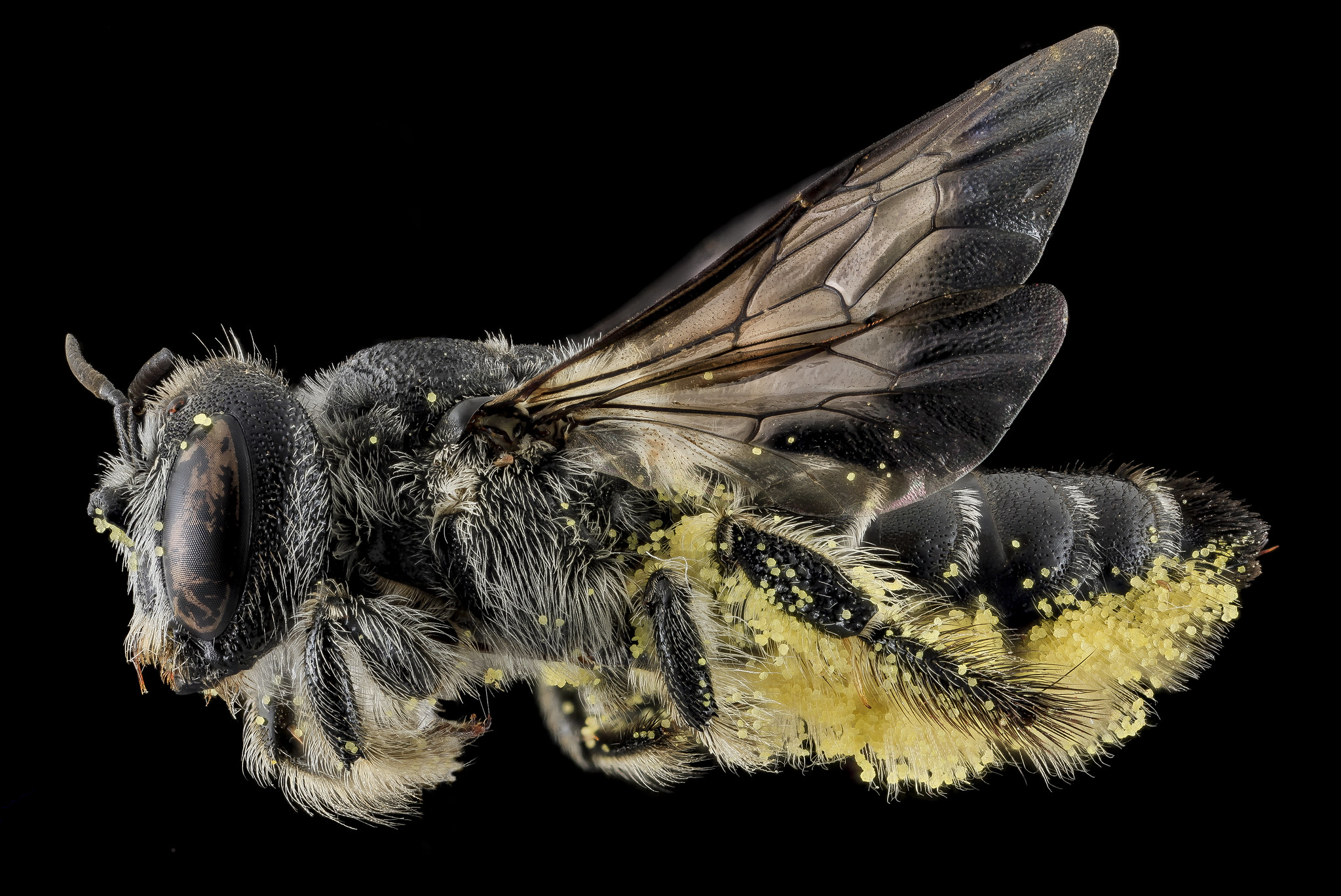 Cactus bee springs thoughts of unity in the desert
