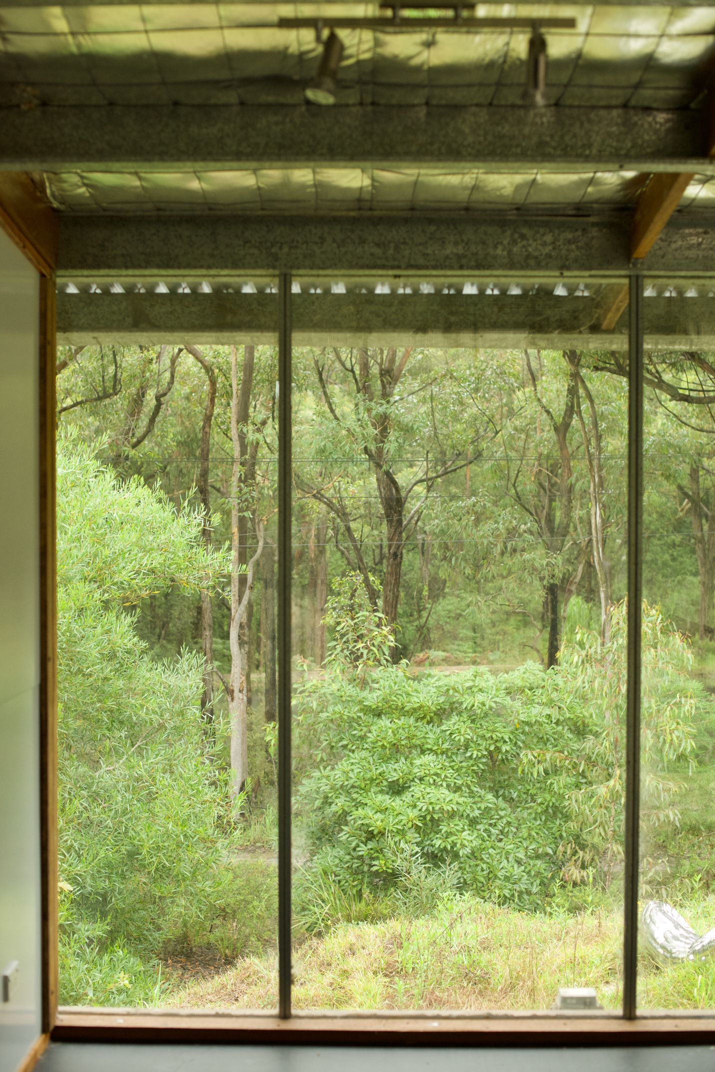 Window into the bush