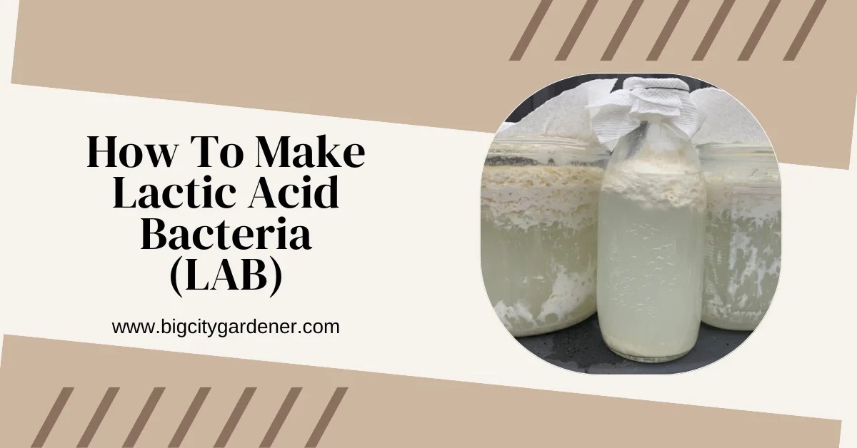 Lactic Acid Bacteria