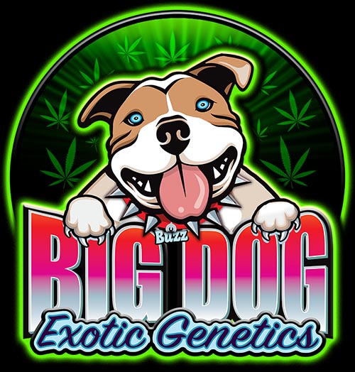 Big Dog Exotic Cannabis Seeds