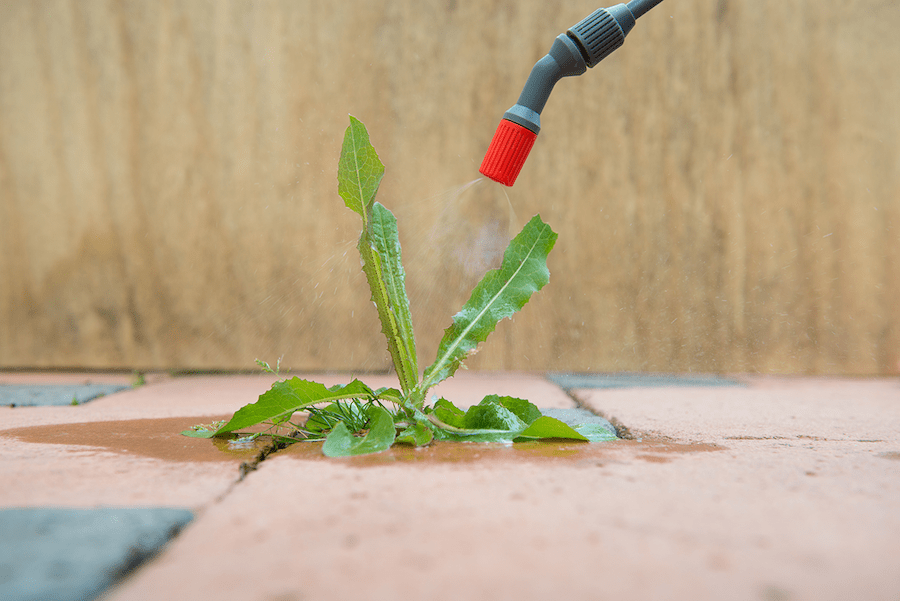 Herbicide spraying weeds in concrete crack