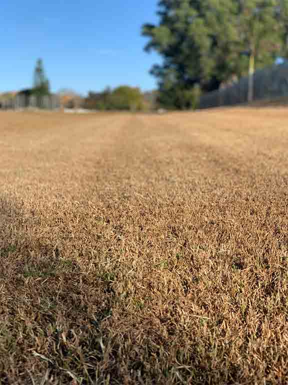 Pro-Tips-Over-Seed-with-Rye