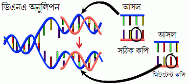 dna-mutation