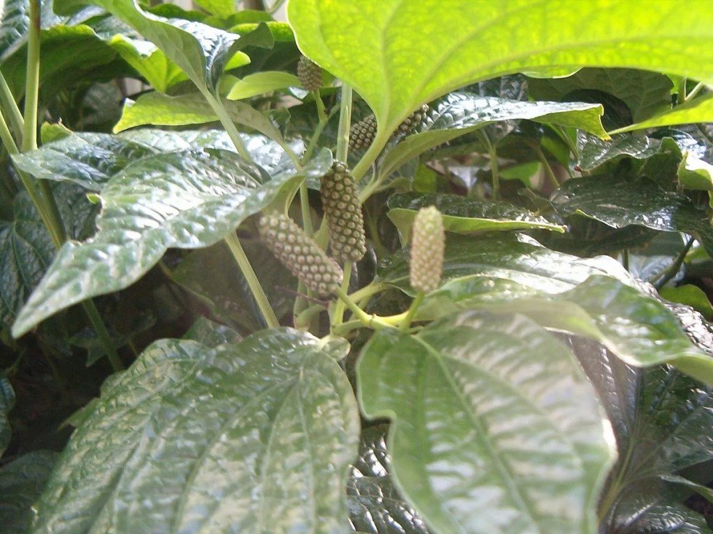 চুইঝালের চুই