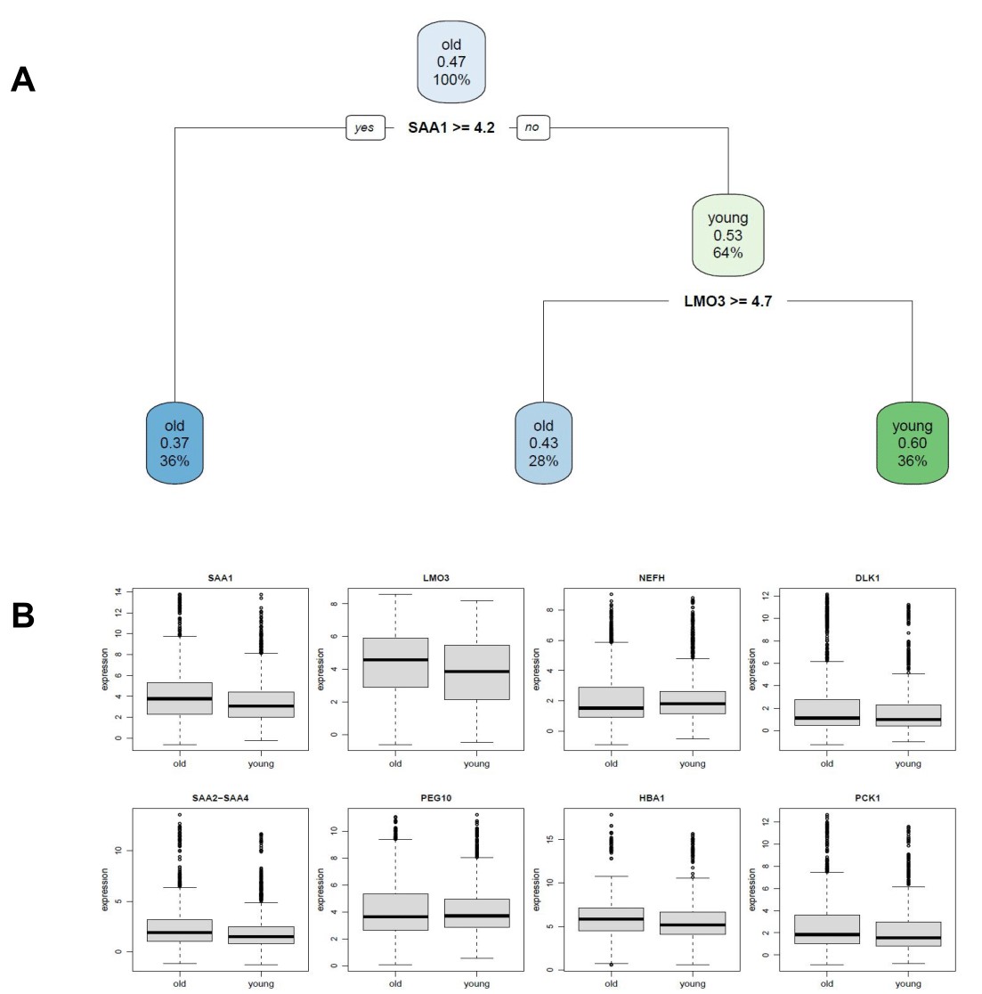 Figure 8. Potential Biomarkers for aging across all tissues. A: Decision tree based on the combined tissue samples. B: Boxplots of the expression levels of potential genetic biomarkers across age groups. A combination of these genes can be used to distinguish aged from young samples based on their expression levels.