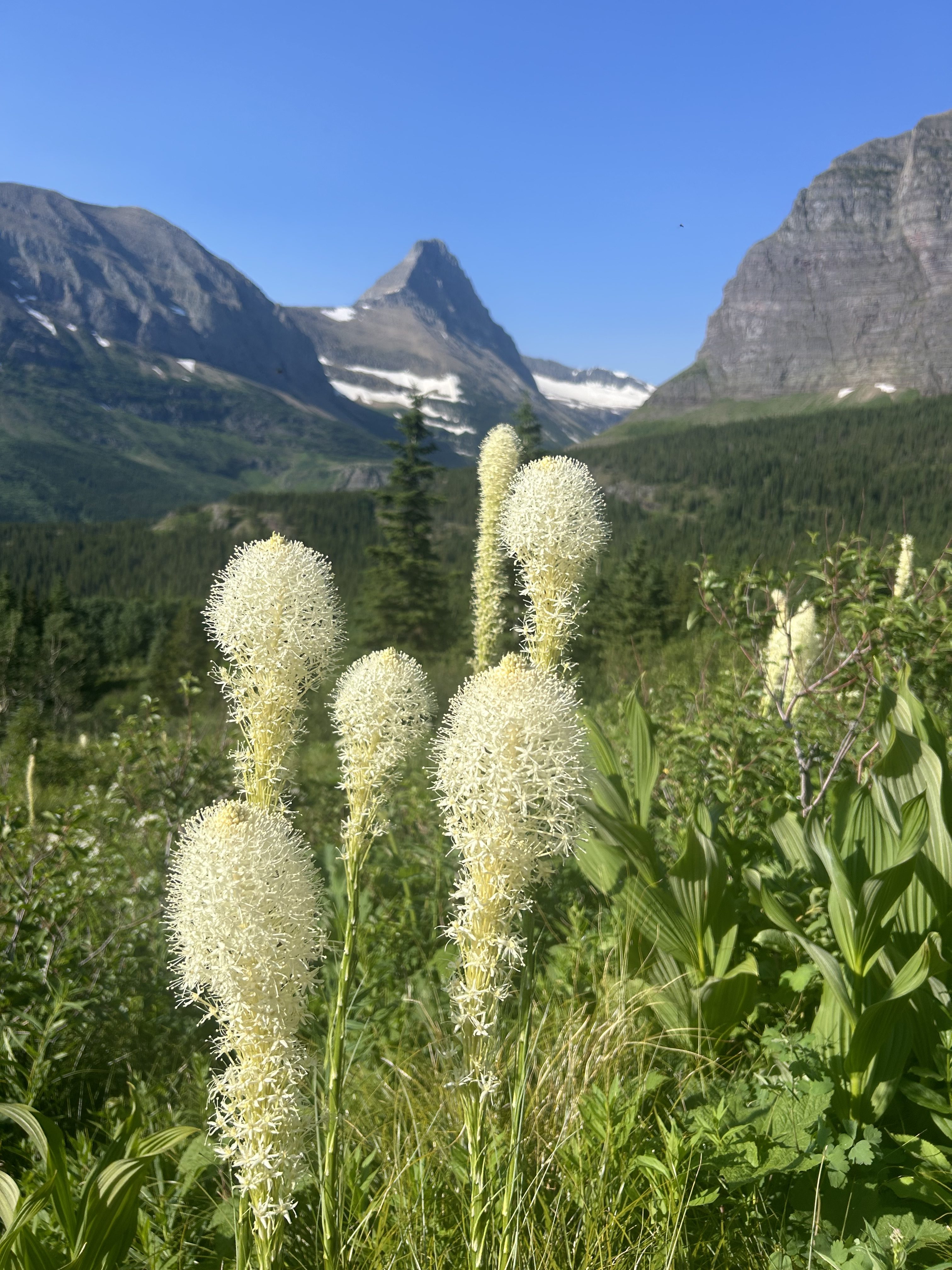 bear grass in Glacier National Park