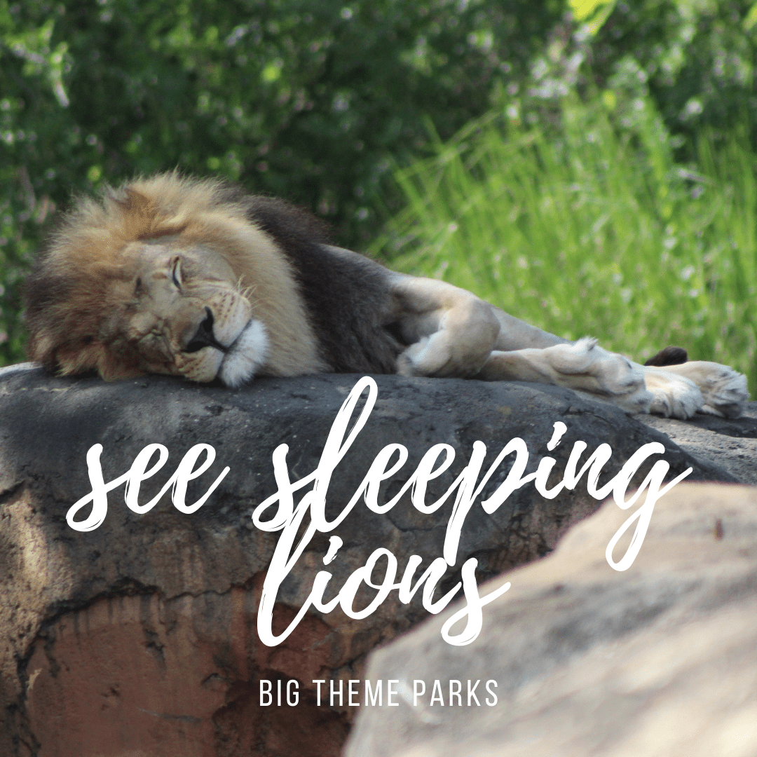 See sleeping lions