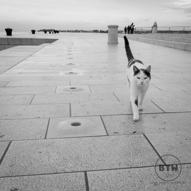 A cat at the waterfront Sea Organ in Zadar, Croatia